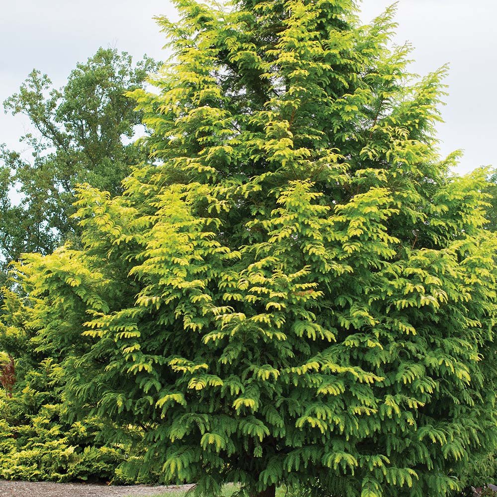 Arborele Sequoia auriu (Metasequoia Glyptostroboides) Amber Glow