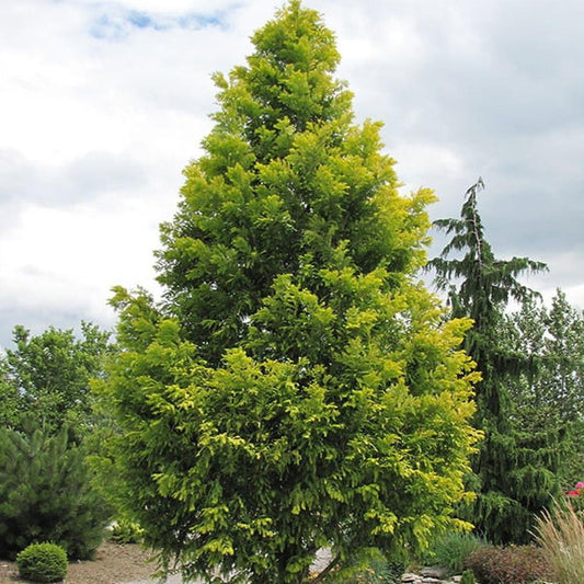 Arborele Sequoia auriu Goldrush (Metasequoia Glyptostroboides Gold Rush)