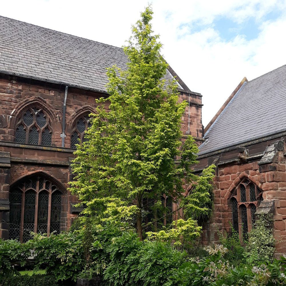 Arborele Sequoia auriu Goldrush (Metasequoia Glyptostroboides Gold Rush)