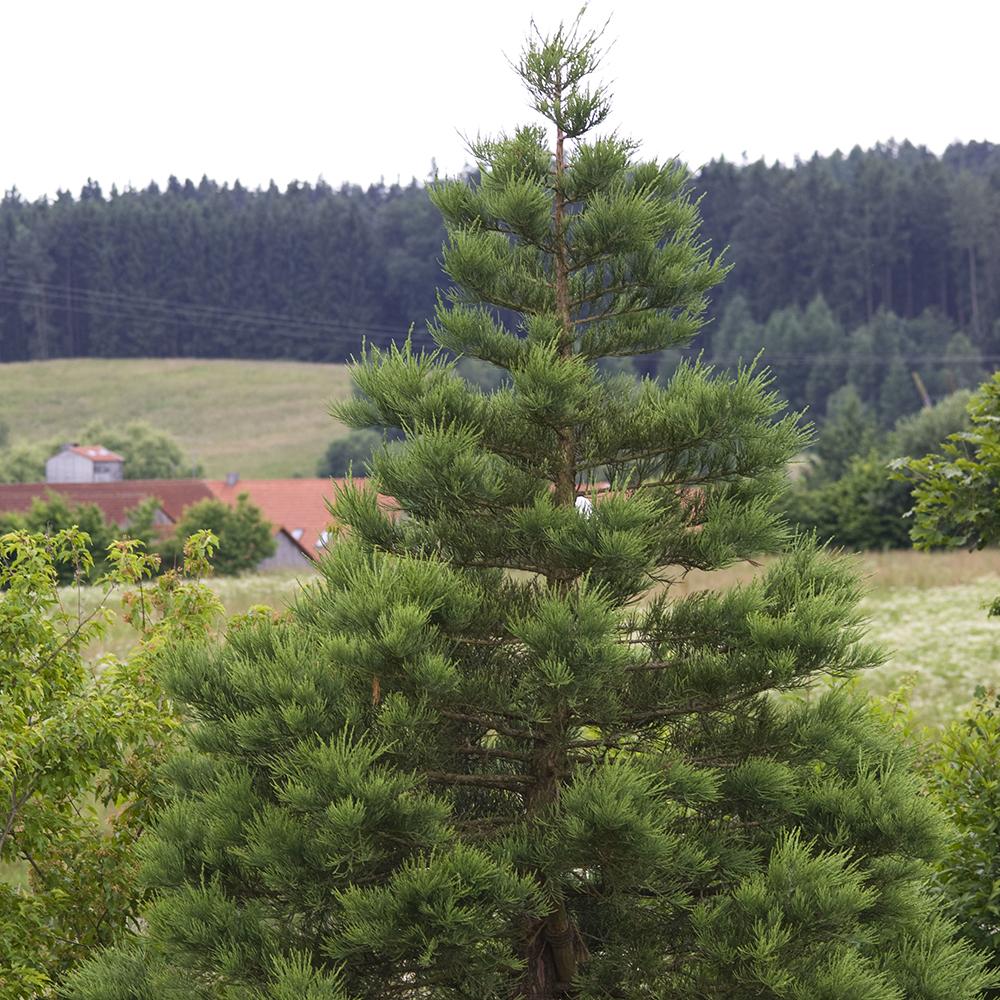 Arborele Sequoia Healthy Mammoth One (Sequoiadendron Giganteum)