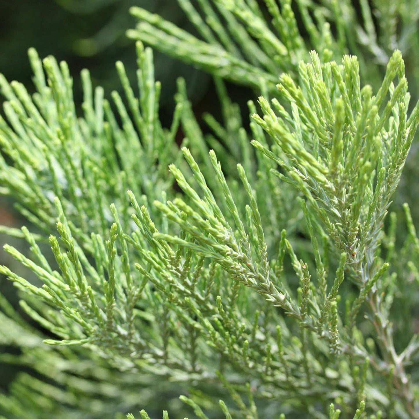 Arborele Sequoia Healthy Mammoth One (Sequoiadendron Giganteum)
