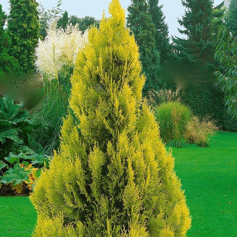 Tuia Occidentalis Golden Anne