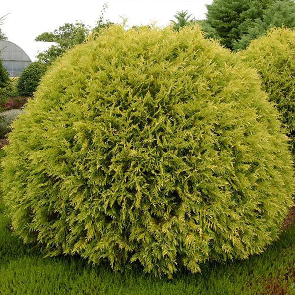 Tuia Occidentalis auriu globular Golden Globe