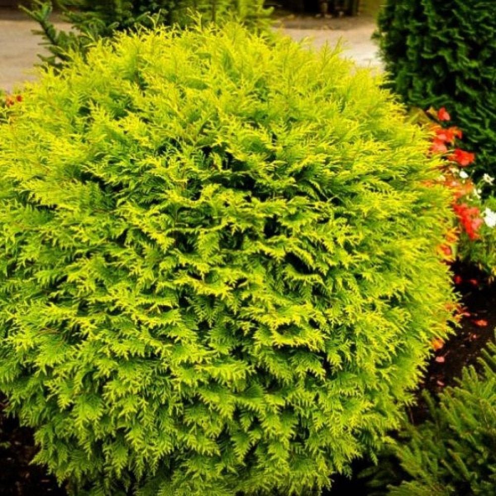 Tuia Occidentalis auriu globular Golden Globe