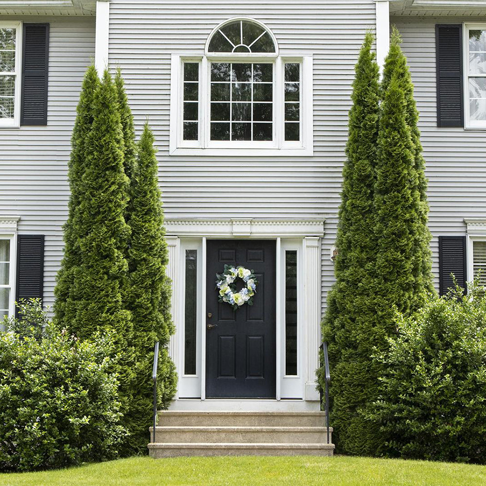 Tuia Occidentalis Degroot Spire