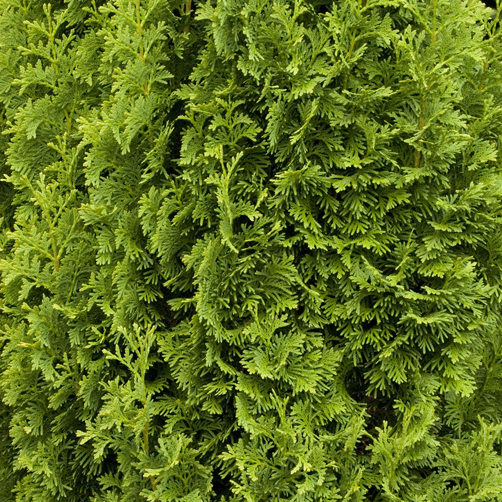 Tuia Occidentalis Degroot Spire