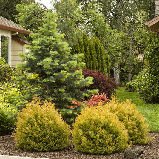 Tuia pitica Occidentalis Rheingold