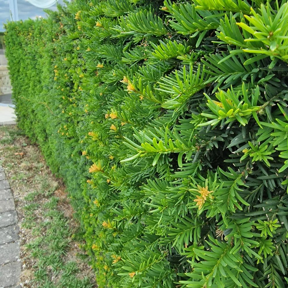Tisa Classica gard viu vesnic verde (Taxus Baccata)