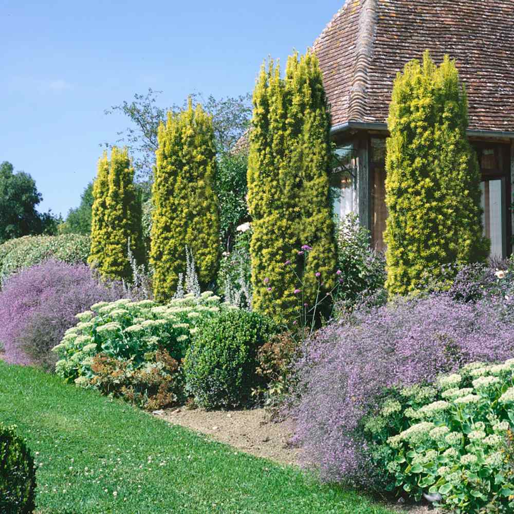 Tisa Columnar Auriu (Taxus Baccata)