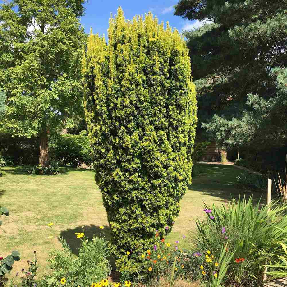 Tisa Columnar Auriu (Taxus Baccata)