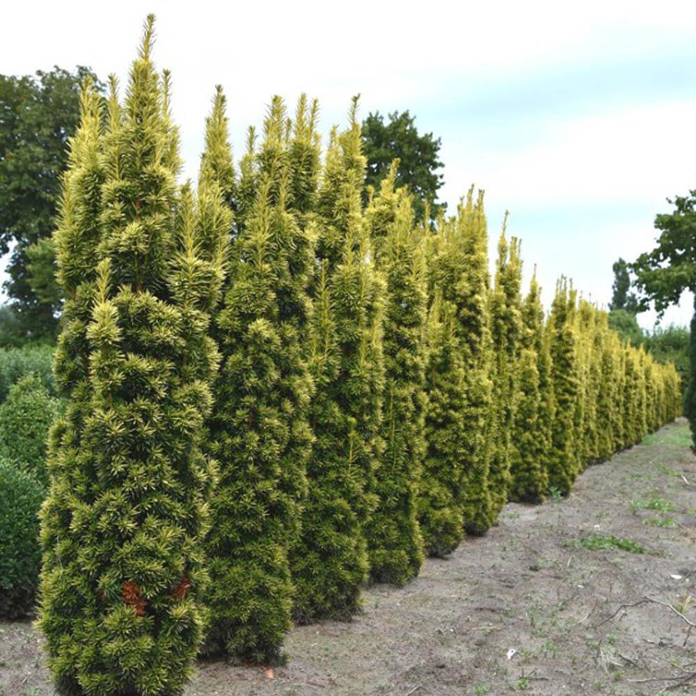 Tisa David Auriu (Taxus Baccata)