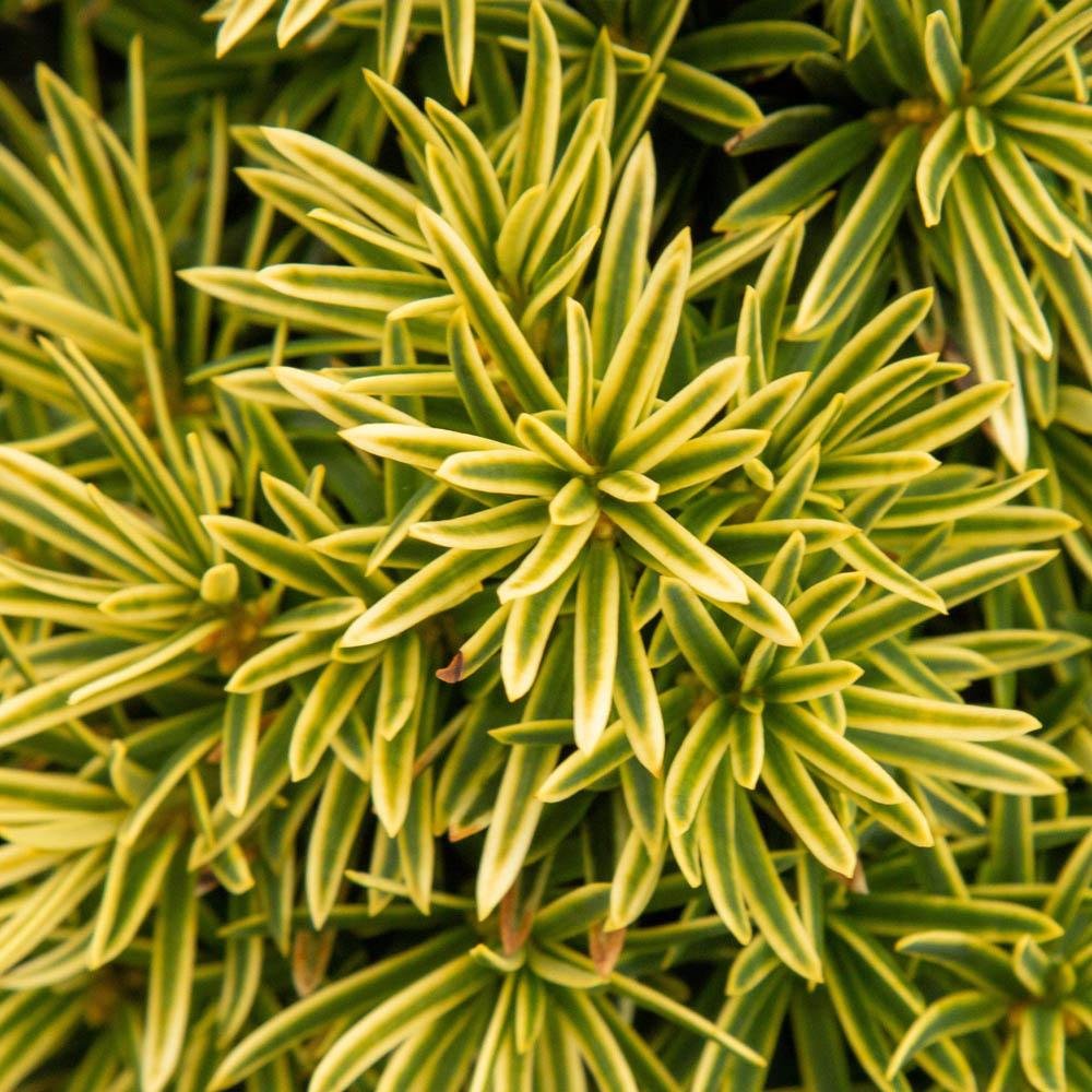 Tisa David Auriu (Taxus Baccata)
