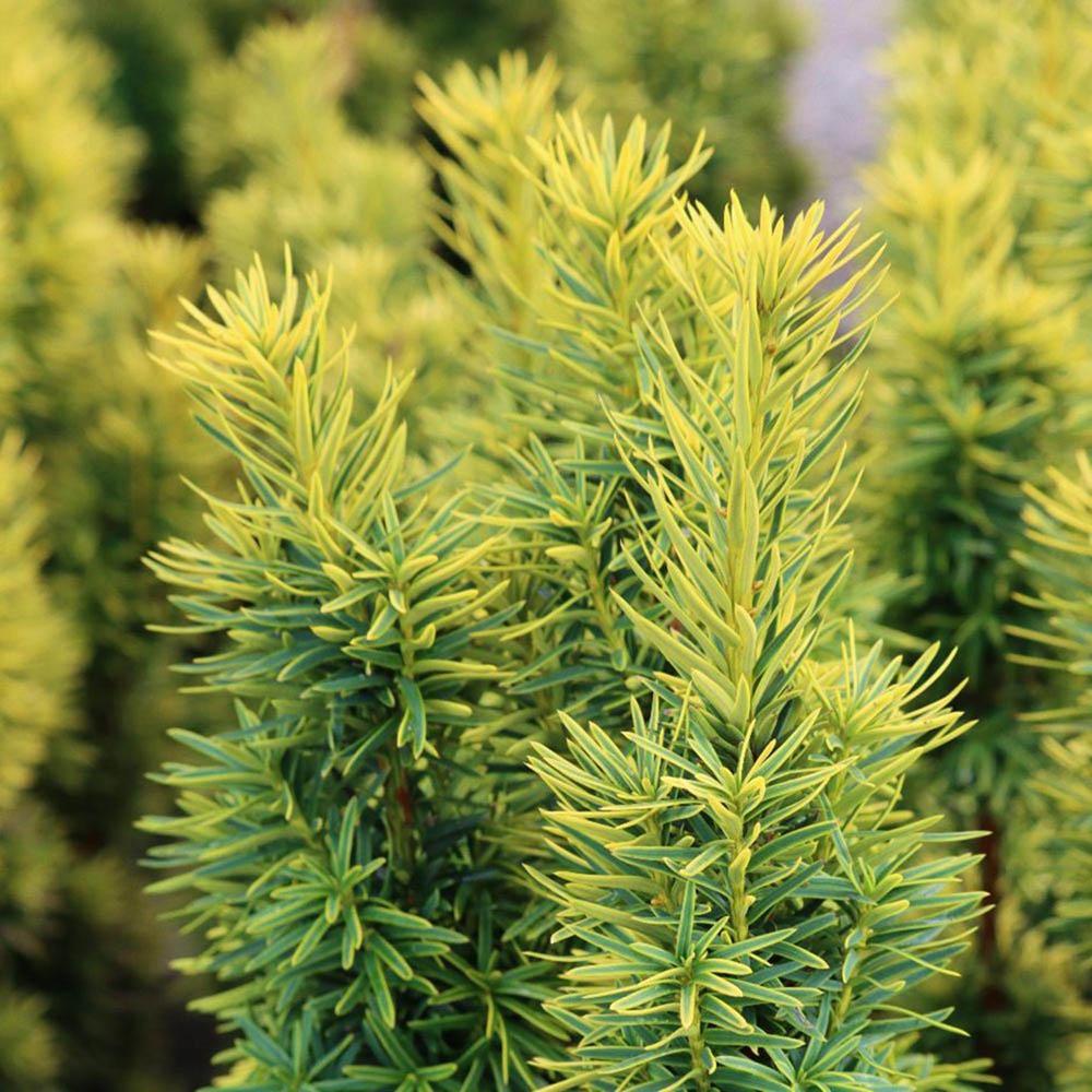 Tisa David Auriu (Taxus Baccata)