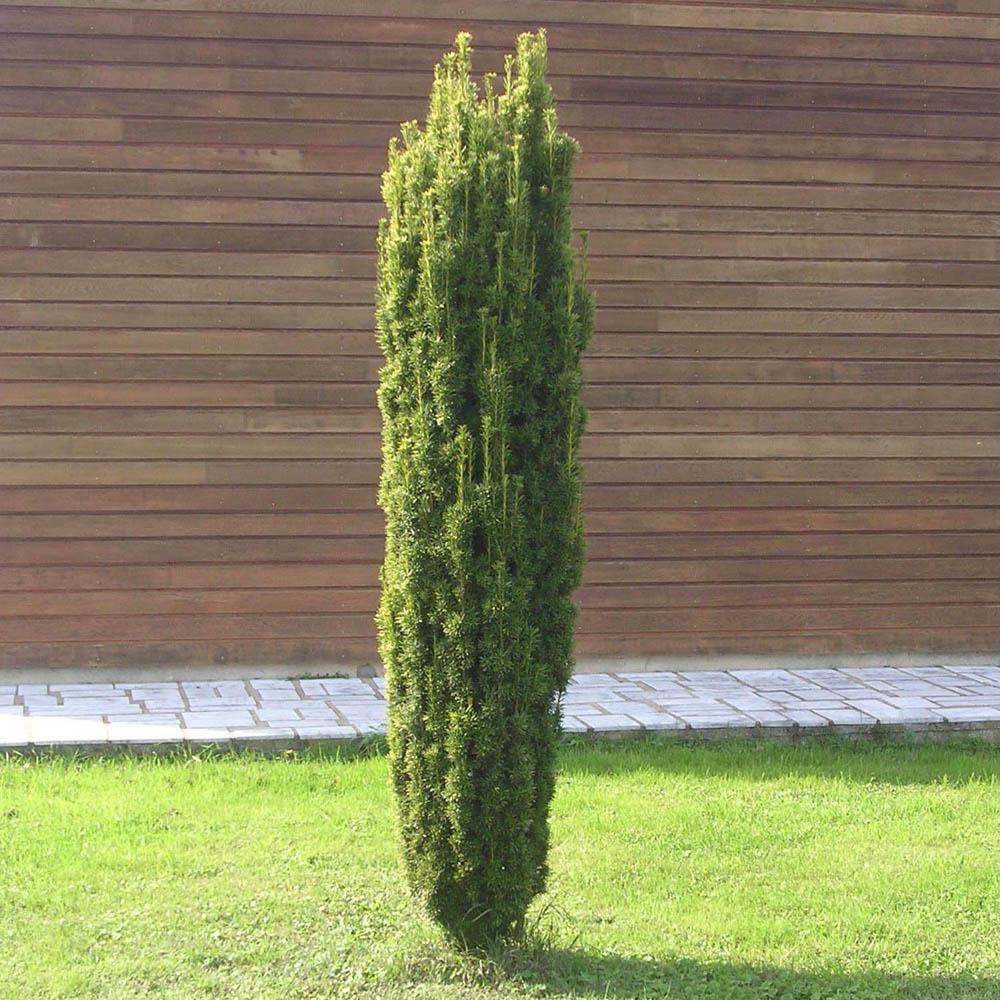 Tisa David Auriu (Taxus Baccata)