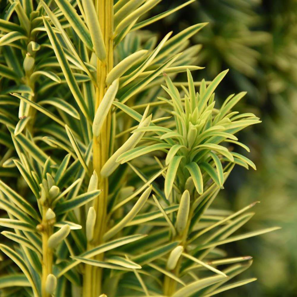 Tisa David Auriu (Taxus Baccata)