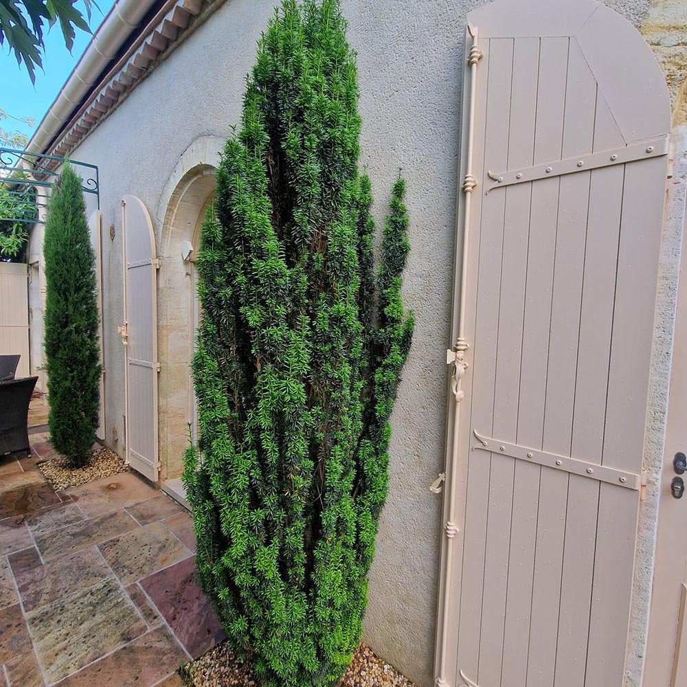 Tisa Columnar (Taxus Baccata)