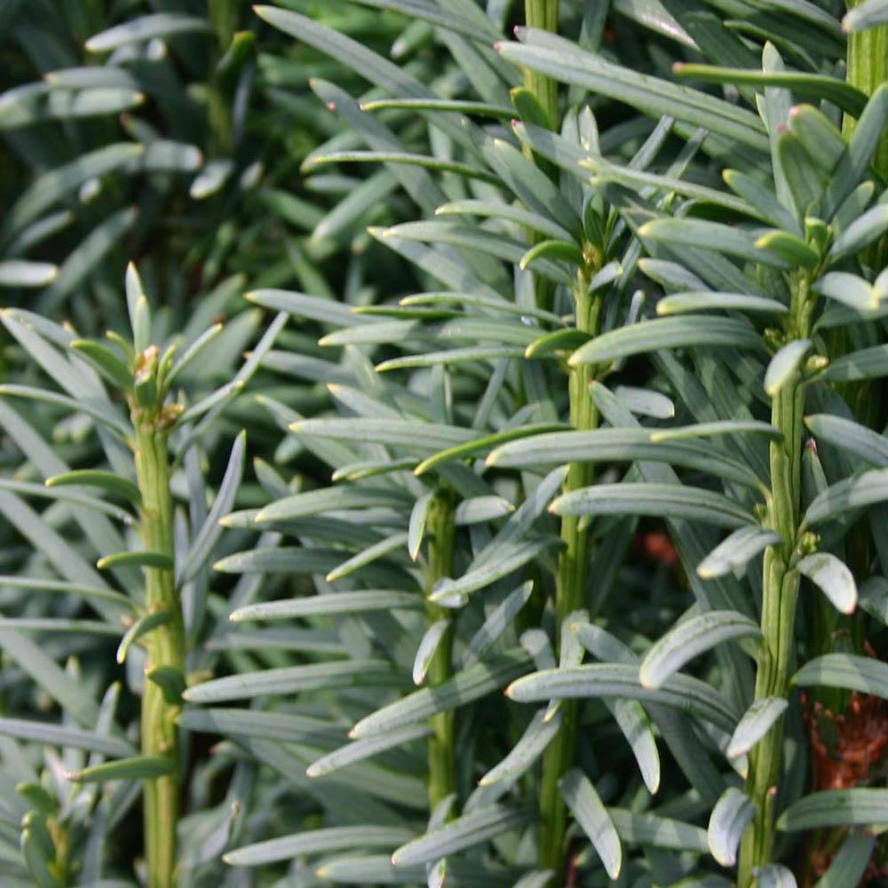 Tisa Columnar (Taxus Baccata)