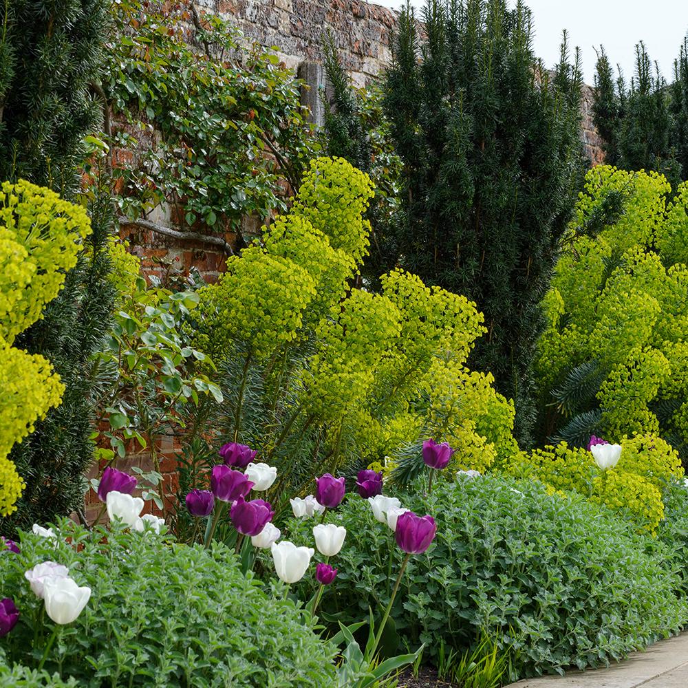 Tisa Columnar (Taxus Baccata)