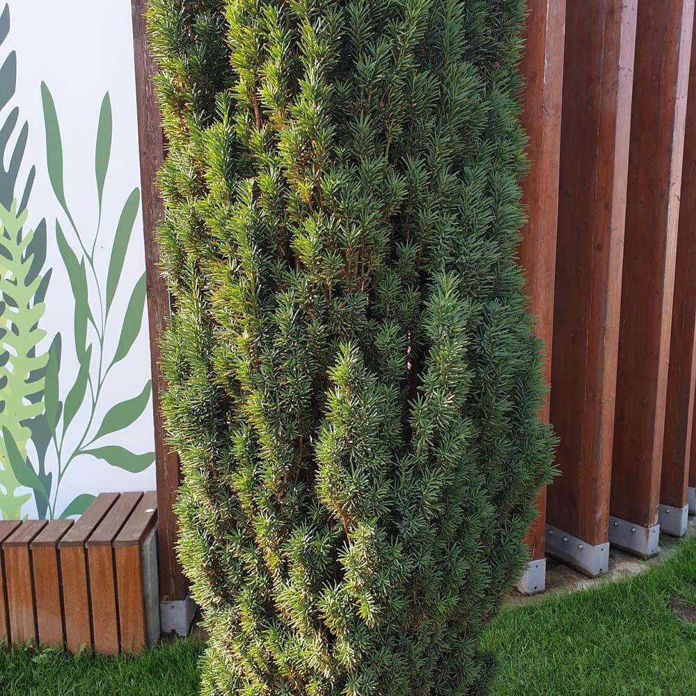 Tisa Columnar (Taxus Baccata)