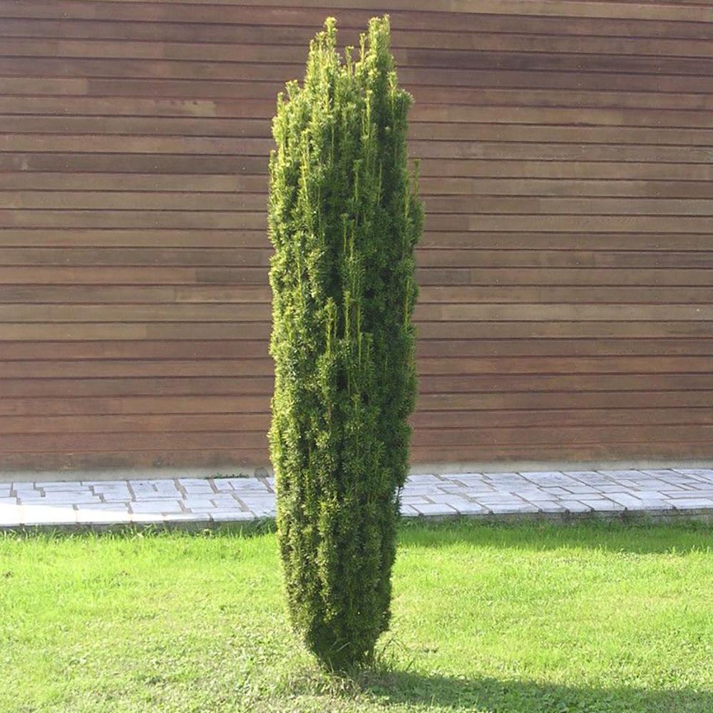 Tisa Columnar Auriu (Taxus Baccata)