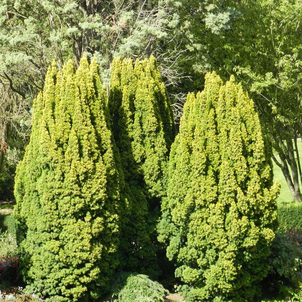 Tisa Columnar Auriu (Taxus Baccata)