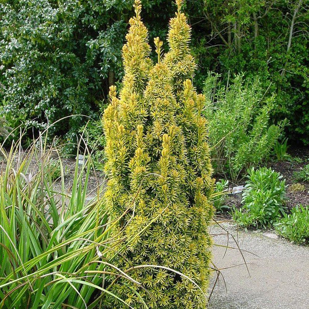Tisa Columnar Auriu (Taxus Baccata)