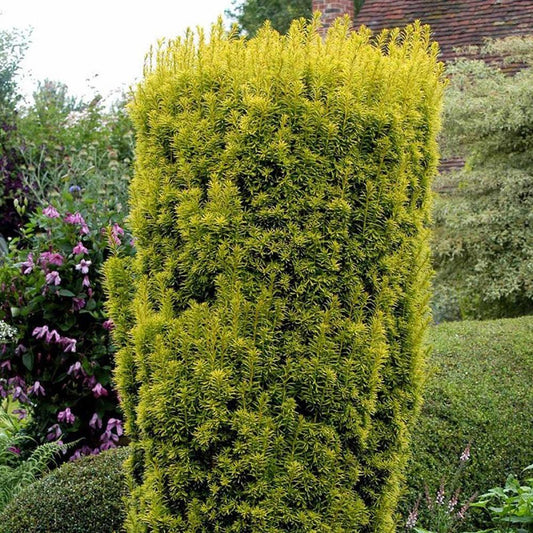 Tisa Columnar Auriu (Taxus Baccata)