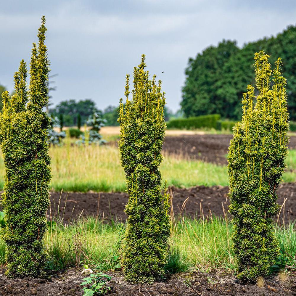 Tisa Columnar Auriu (Taxus Baccata)