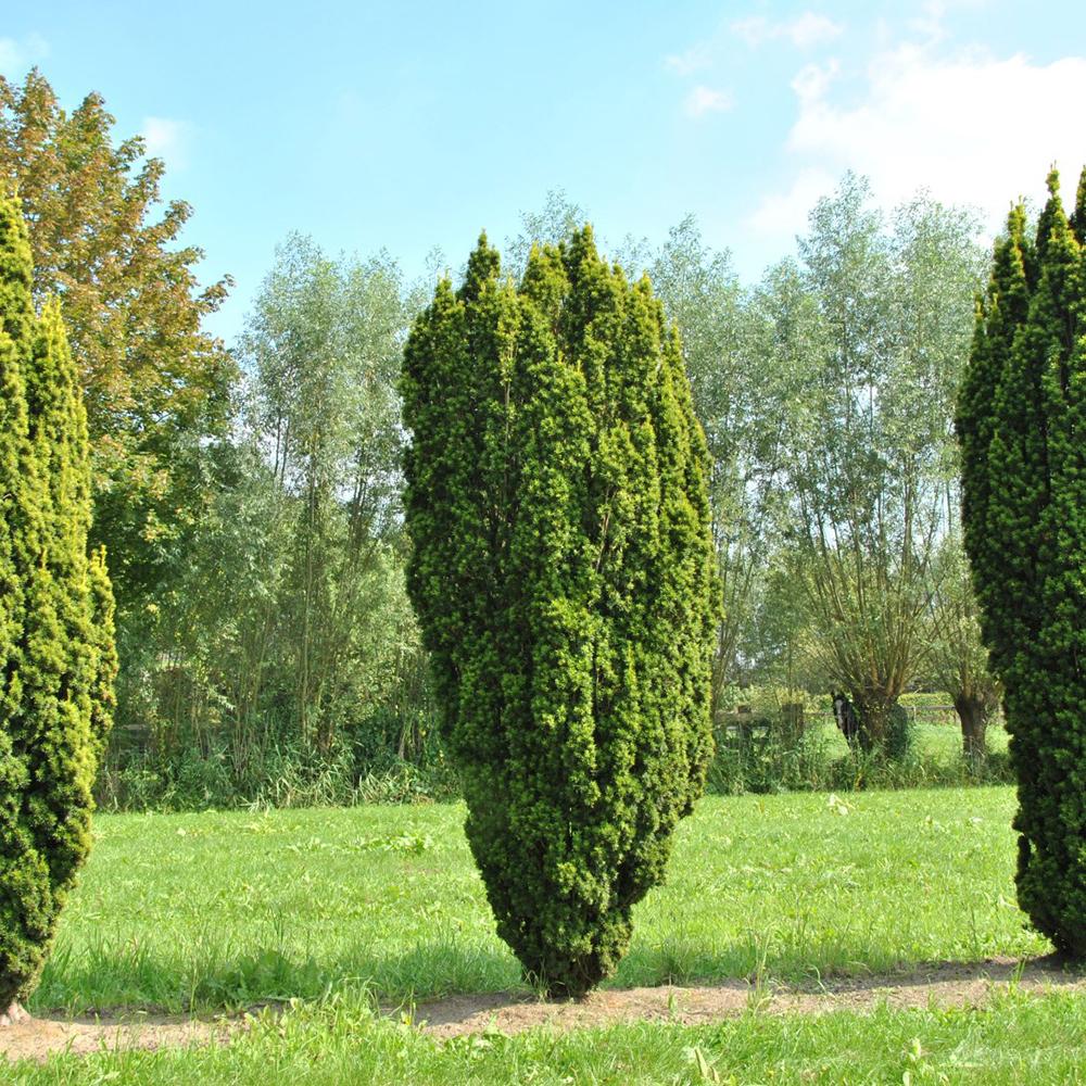 Tisa Columnar Auriu (Taxus Baccata)