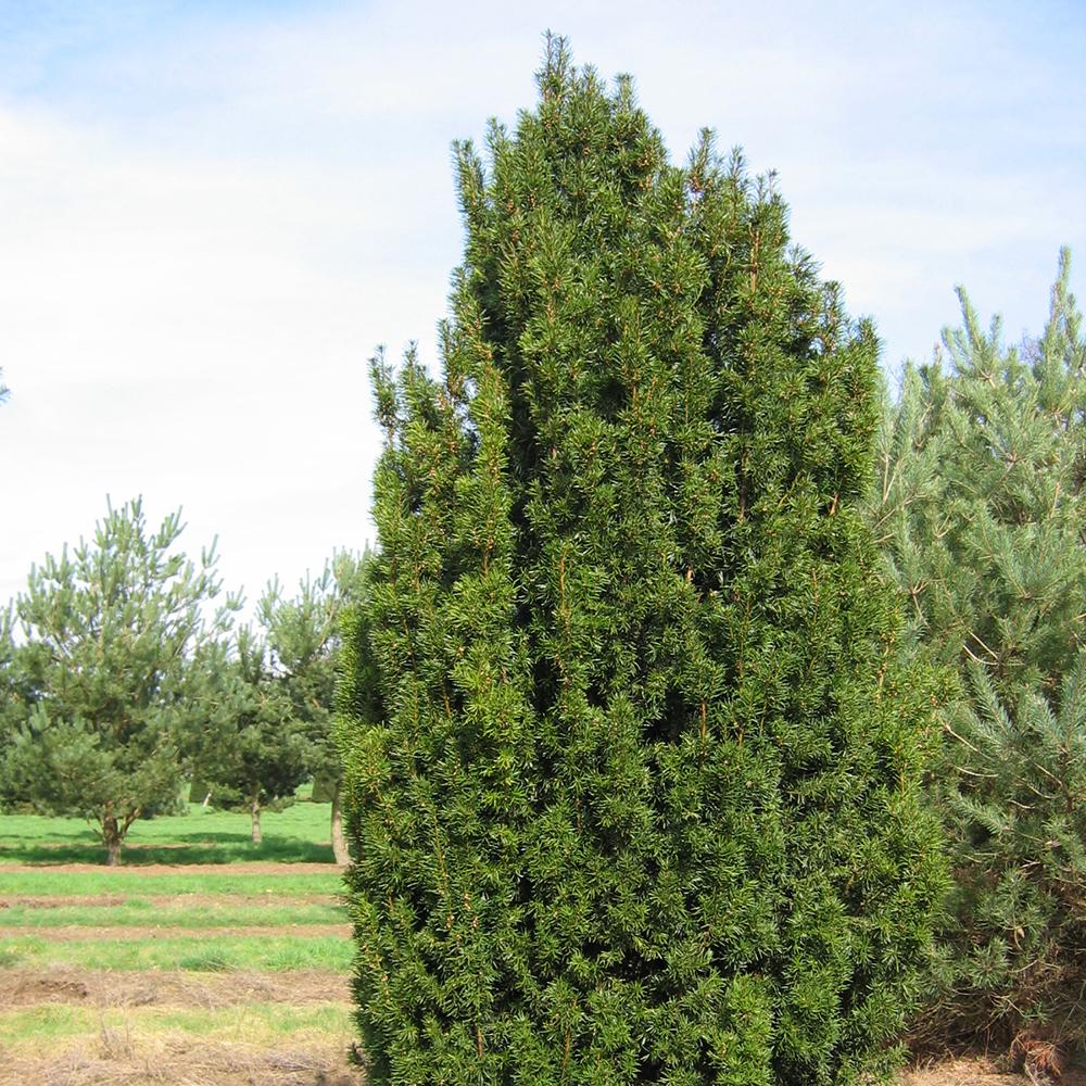 Tisa Columnar Robusta (Taxus Baccata)