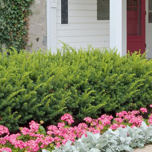 Tisa Hillii gard viu vesnic verde (Taxus Baccata)