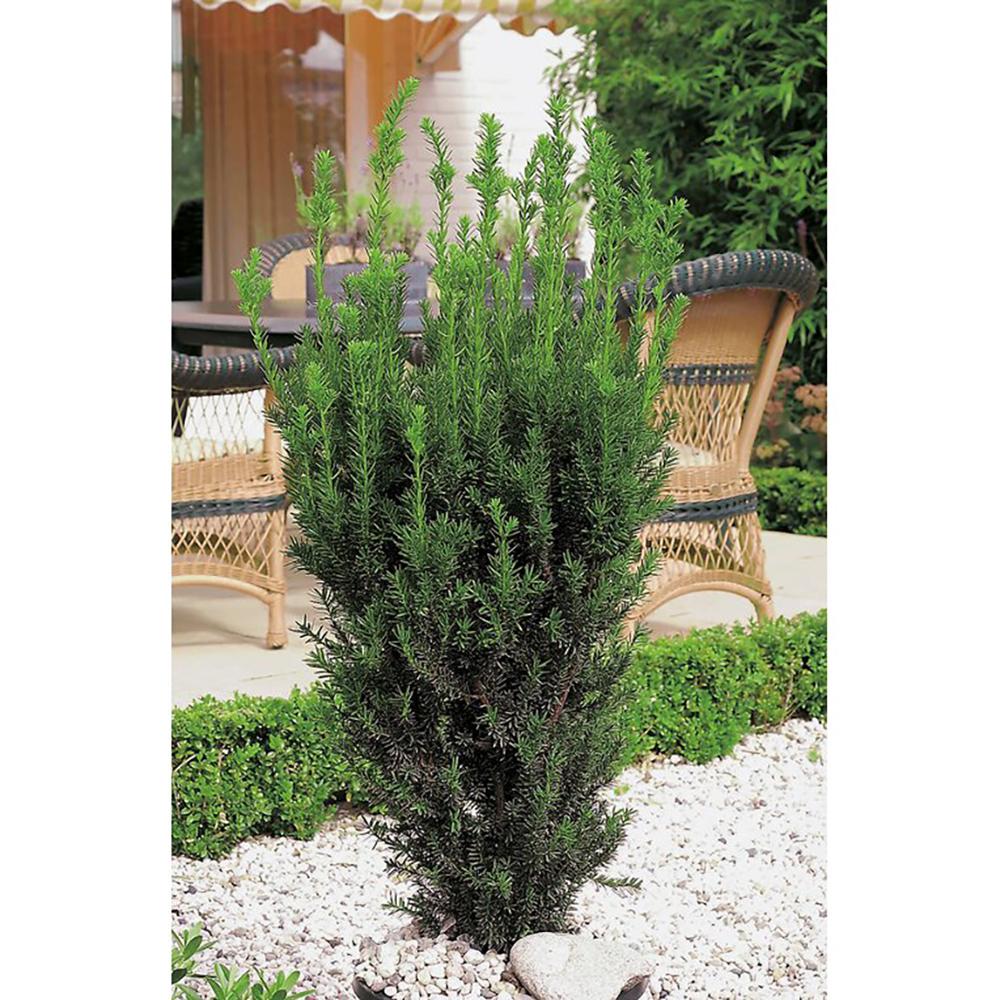 Tisa Hillii gard viu vesnic verde (Taxus Baccata)