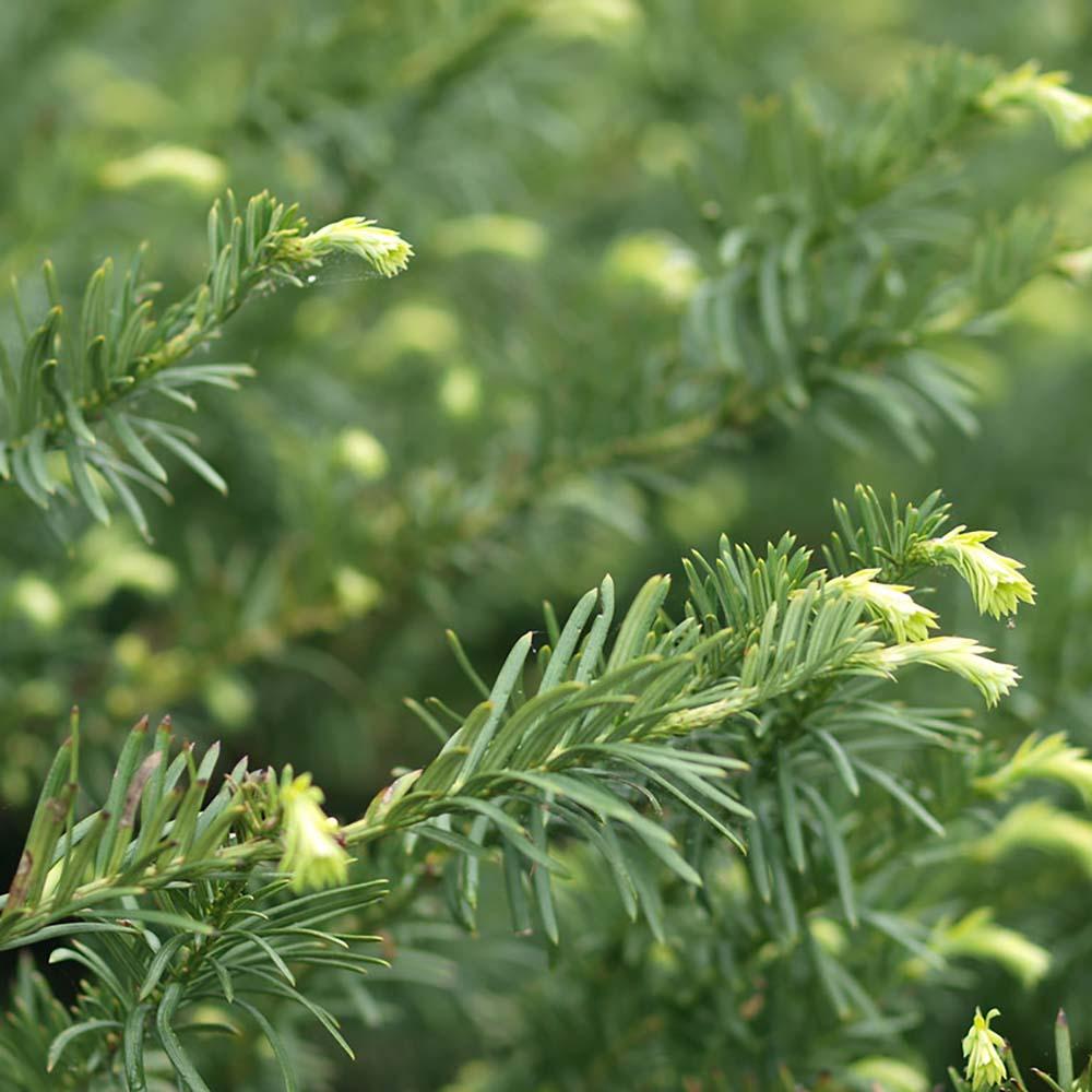 Tisa Japoneza Duke Gardens (Taxus Baccata)