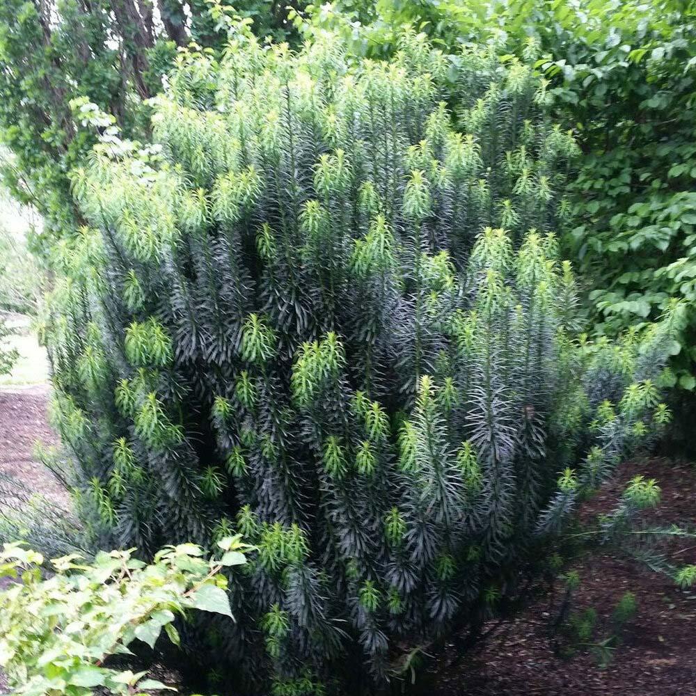 Tisa Japoneza Duke Gardens (Taxus Baccata)