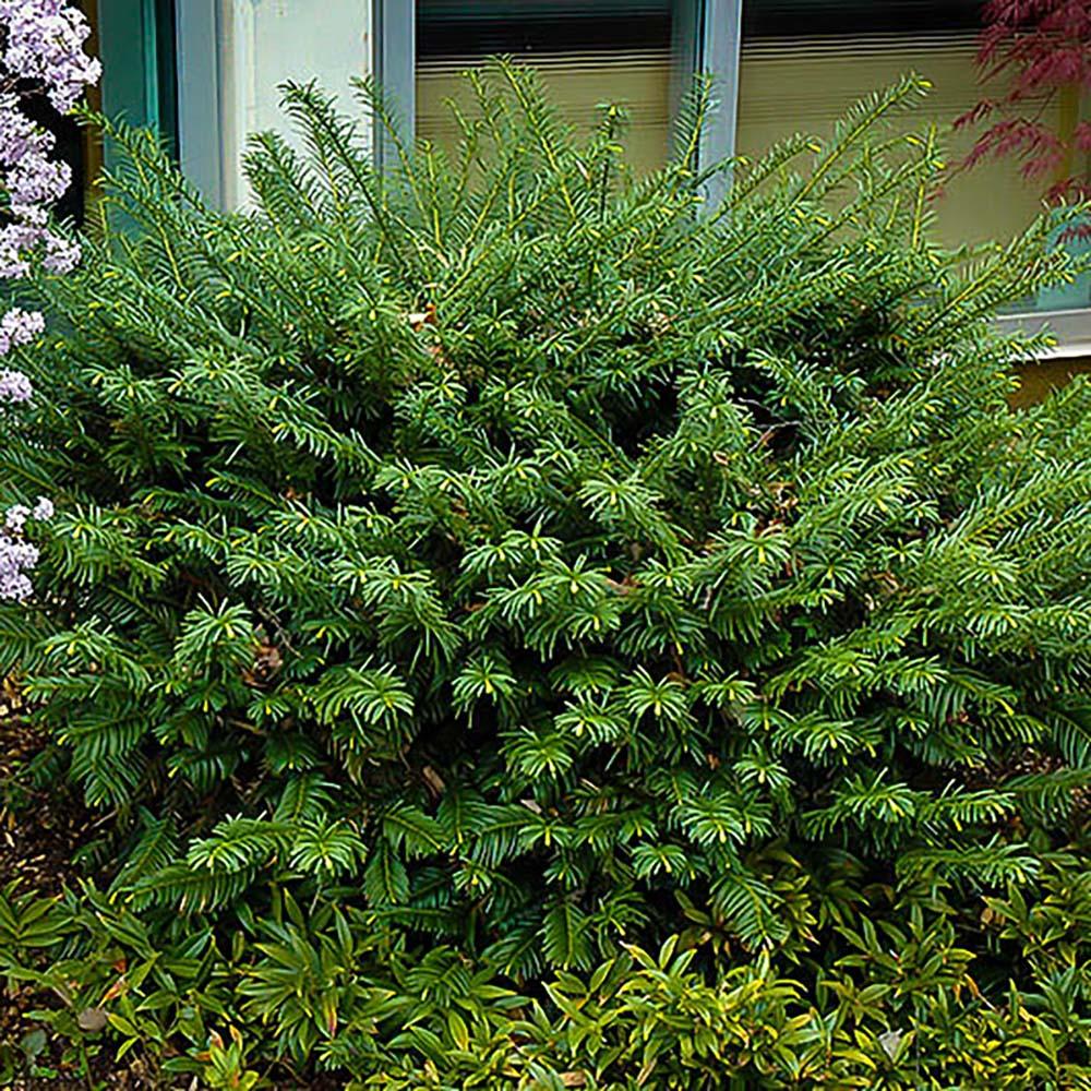 Tisa Japoneza Duke Gardens (Taxus Baccata)