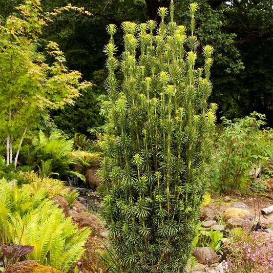 Tisa Japoneza Korean Gold (Taxus Baccata)