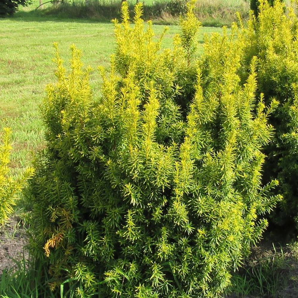 Tisa Semperaurea (Taxus Baccata)