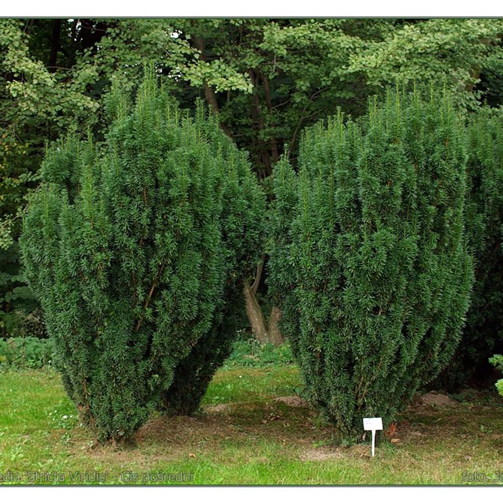 Tisa Stricta Viridis (Taxus Baccata)