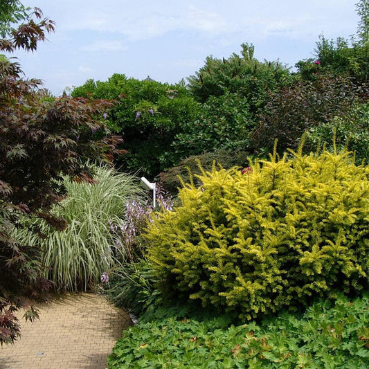 Tisa  Summergold (Taxus Baccata)