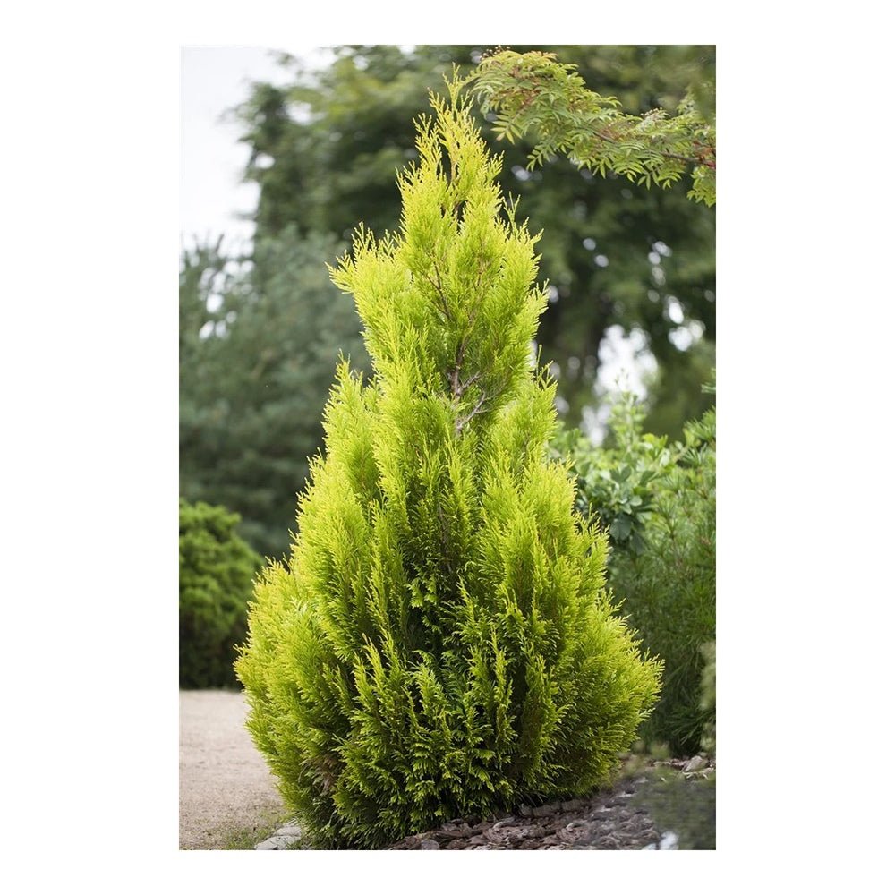 Tuia auriu 4Ever Goldy, gard viu vesnic verde