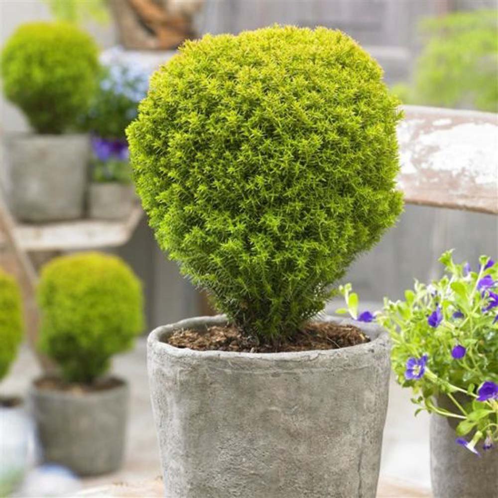 Tuia galben-verde Occidentalis Anniek