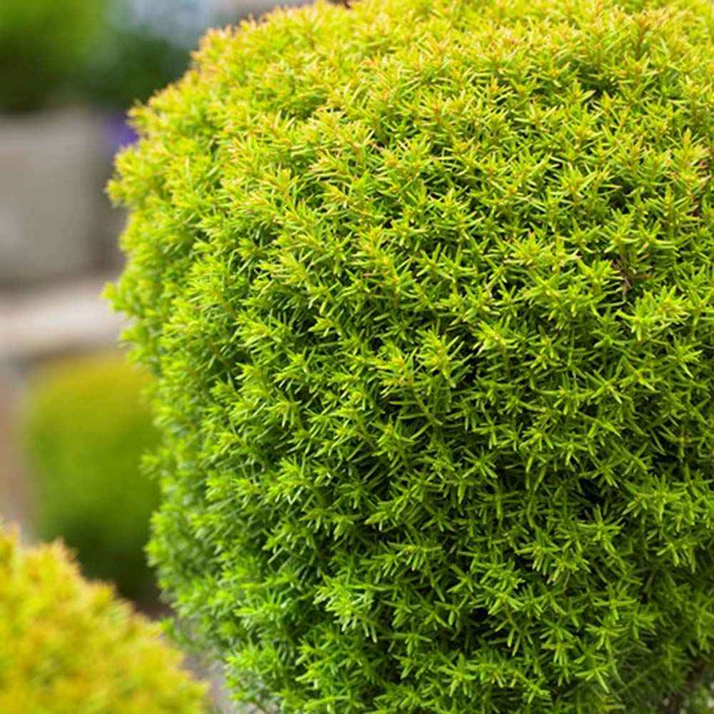 Tuia galben-verde Occidentalis Anniek