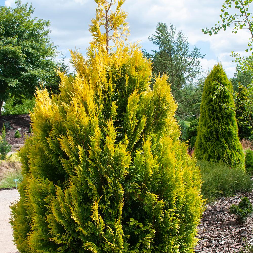 Tuia auriu 4Ever Goldy, gard viu vesnic verde