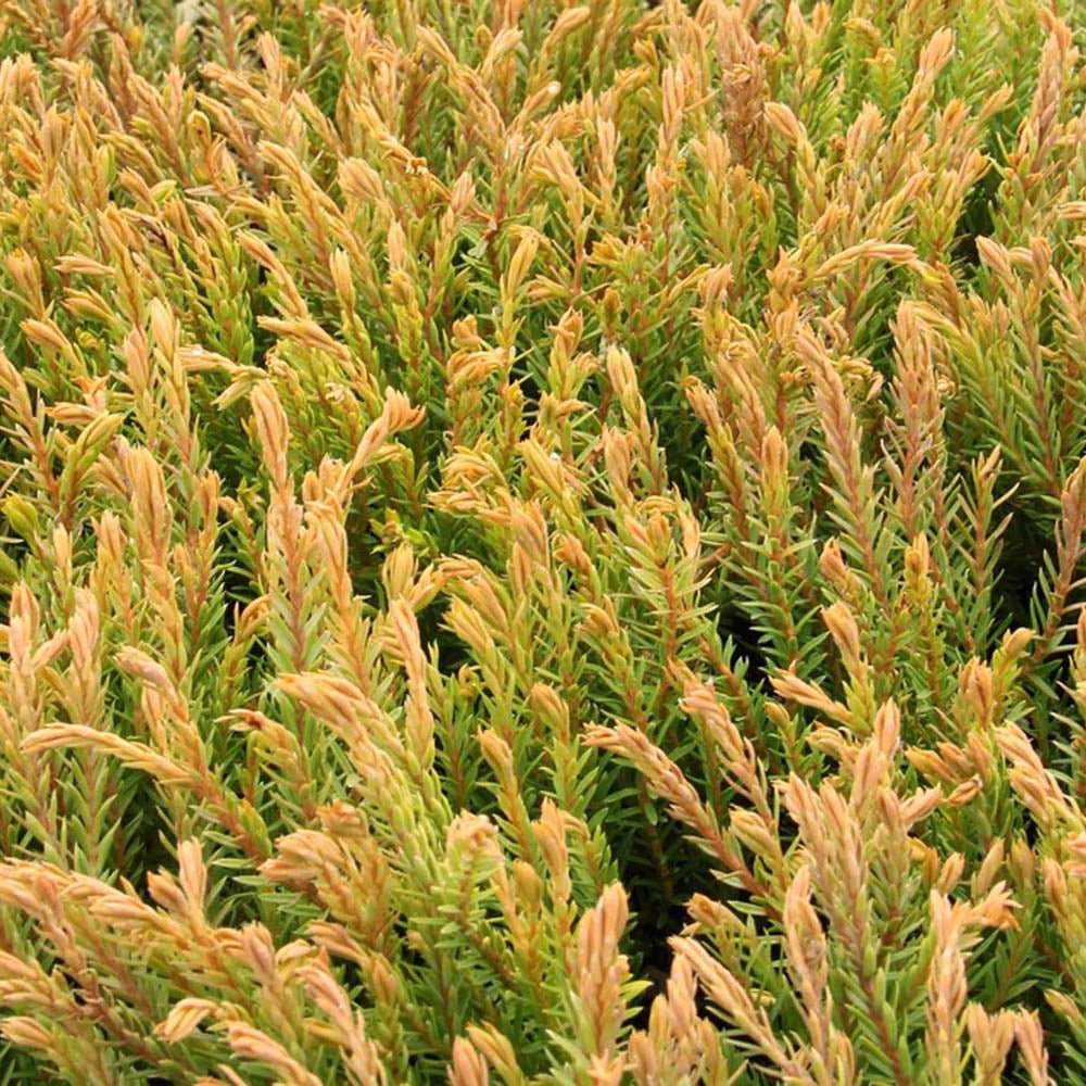 Tuia galben-auriu-bronz Golden Tuffet, globular