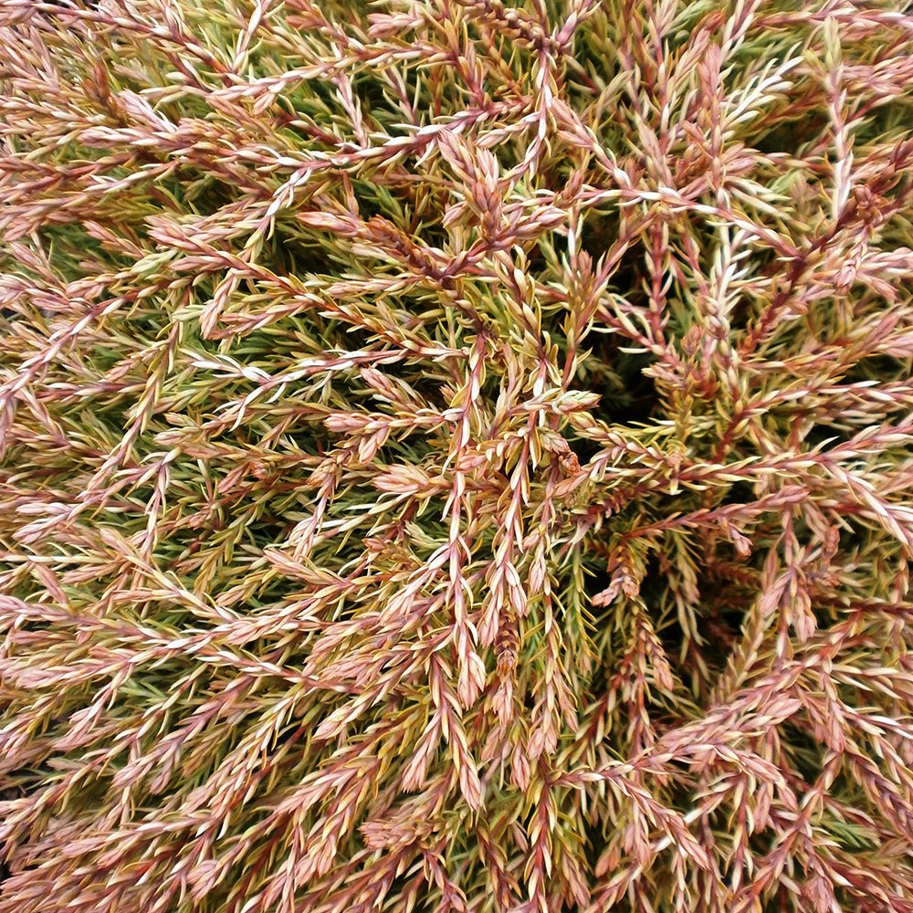 Tuia galben-auriu-bronz Golden Tuffet, globular