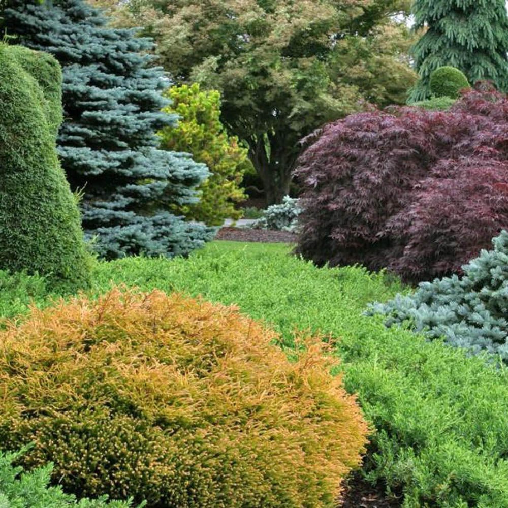 Tuia galben-auriu-bronz Golden Tuffet, globular