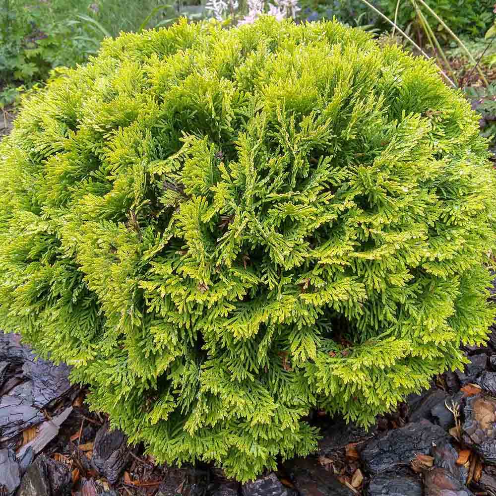 Tuia occidentalis globular verde-auriu Mirjam