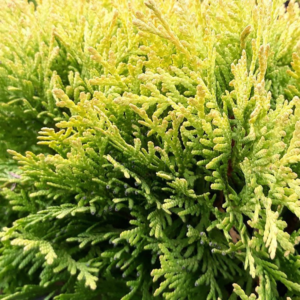 Tuia occidentalis globular verde-auriu Mirjam