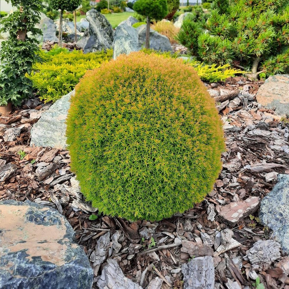 Tuia galben-verde Occidentalis Anniek