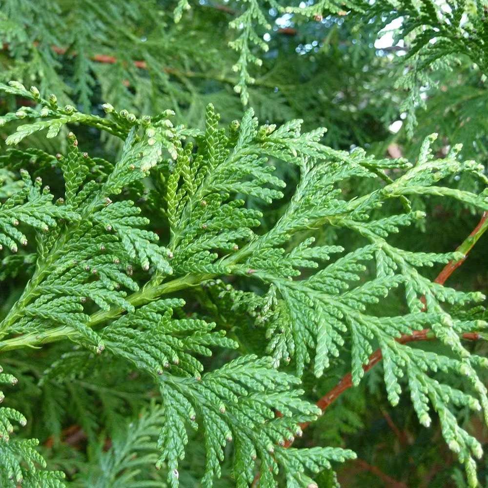 Tuia Occidentalis Brabant, gard viu vesnic verde